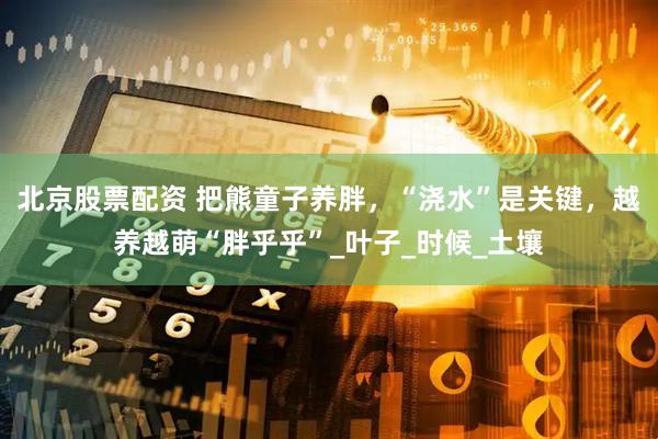 北京股票配资 把熊童子养胖，“浇水”是关键，越养越萌“胖乎乎”_叶子_时候_土壤